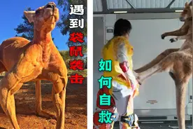 人畜无害的袋鼠，为啥打人这么猛，遇见它我们该如何自救？图片