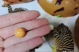 女子网购椰子螺吃出一颗“龙珠”：无法人工养殖 曾为王室专属图片