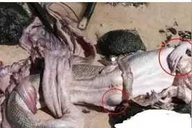 惊人！黑鳞鲛人：现实中的美人鱼图片图片