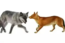 豺和狼在撕咬，兔子们来围观——这仅仅是个故事哦图片