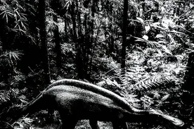 宁夏银川郊区有目击者说看见有龙出现图片