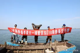 大连海参春捕季开捕：捕捞破百万斤 产量创五年新高 预计价格下行 海参自由将至图片