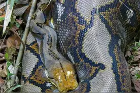 世界第一巨蟒，长达14.8米，体重接近半吨图片