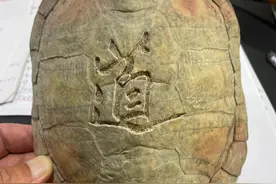 神奇的乌龟图片