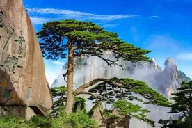 我国有多少古树名木？普查显示超508万株，云南省最多，占全国1/5图片