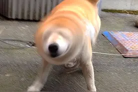 “帮女朋友和狗子拍照，她看完为什么一直骂我？？”图片