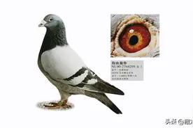 很多赛鸽不发挥的怪现象都可以在本文里找到答案图片