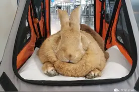 世界上最大的兔子！1米3巨型兔全网爆火，饭量贼大却超级温顺粘人图片