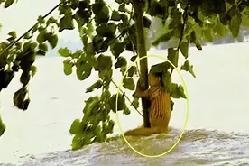 98年特大洪水中，6岁女孩抱树9个小时后获救，如今她已成为警察了图片