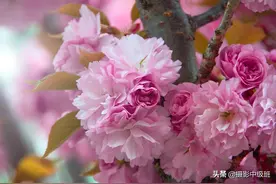 拍樱花的8个技巧，藏在这5张照片中，摄影小白一看就懂图片