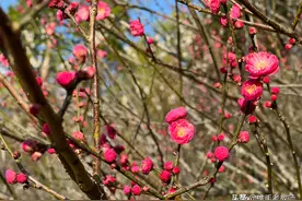 【辨字专栏】皴、逡、狻、黢图片