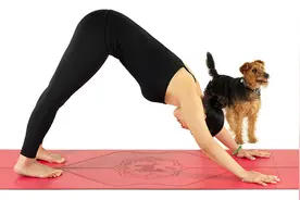 瑜伽下犬式经常练习，这7个体式你试过吗？图片