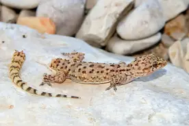 人畜无害的壁虎，为何位居“五毒”之一？原来是它藏得深图片