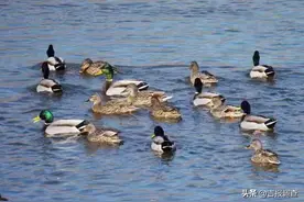 百余只野鸭齐聚吉林天桥岭嘎呀河，一起叫醒春天图片