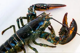 如果我们把龙虾的端粒酶基因，复制到人体，人类能否实现永生？图片