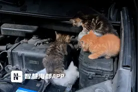 萌化了！福州一小车引擎盖里躲进4只小奶猫，专业人士建议……图片