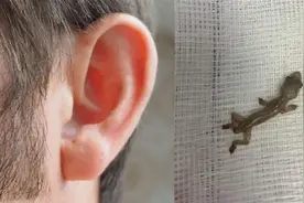 壁虎为何成“五毒”之一？都说壁虎尿有毒，原来壁虎不“撒尿”图片