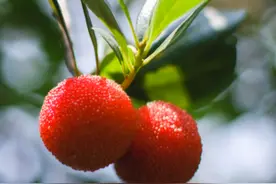 “梅”你不行！苏州地产杨梅本周末上市图片