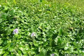 漂浮植物对水产养殖的影响，水花生、浮萍、水葫芦，各有利弊图片