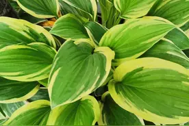 最新歇后语图片