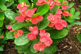 天热就养4种花，不怕晒不怕热，开花娇艳，花量很大，太漂亮了图片