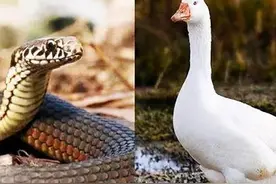 蛇最怕的东西是什么，雄黄对它们的效果并不明显图片