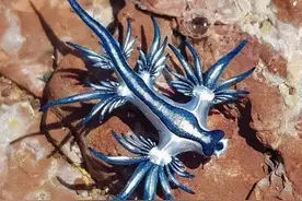 国外网友捡到一只微型生物，比手指头还小，放到水中后，立即变大图片