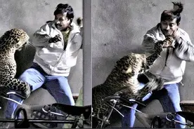 2012年，印度男子与豹搏斗，头皮被掀险丧命，人类真的没有天敌？图片