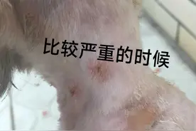 本人穷学生党一枚，花400治好了狗皮肤病图片