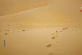 中国科学家发现沙漠变土壤“密码”图片