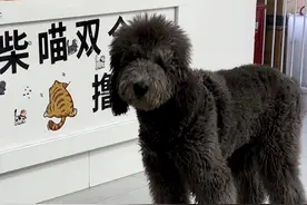 宠物保险“陷阱”调查：定点医院随时变 保额虚高实用性引质疑图片