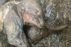 人类该警惕了吗？北极永冻层史前生物遗骸频频出现，为啥不是好事图片