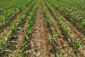 玉米要想高产，四个关键期管理重要图片