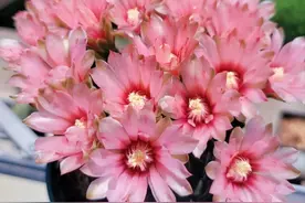 仙人球界的“扛把子”，以“勤花”闻名，又美又好养，深受欢迎图片