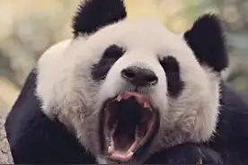 同为猛兽，老虎和狮子为何不会吃大熊猫，是因为打不过吗？图片