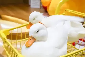 柯尔鸭是什么？柯尔鸭多少钱一只？为什么这么贵？宠物鸭好养吗？图片