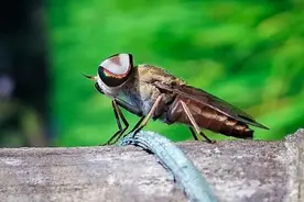 飞行速度最快的昆虫，除了吸血，人别想抓住它！图片