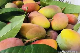 热带水果天堂，海南有多厉害！图解海南水果分布及上市时间图片