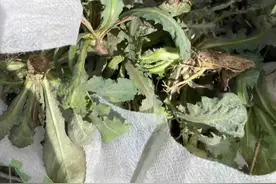 浏览量近亿次！春暖花开，“打野”火了？紧急提醒→图片