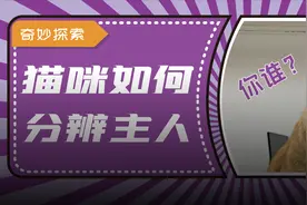 猫咪是怎么认出主人的？看脸，听声还是闻味？图片