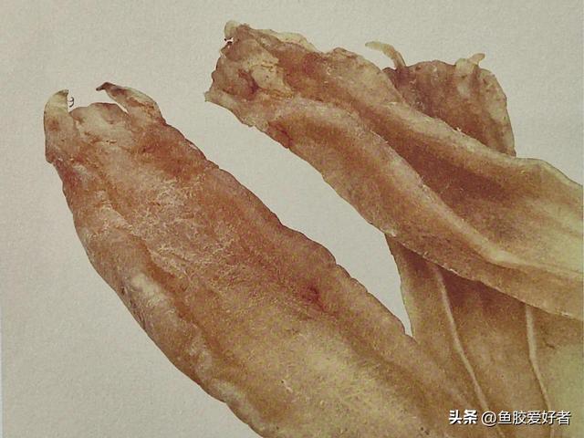 加拿大花胶什么牌子好 2025年加拿大花胶什么牌子好一点