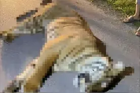 男子开车撞死老虎后续，官方回应：涉嫌逃逸，真的笑死在评论区！图片