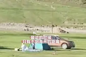 6月20日在新疆一只老鹰直冲而下想要叼走露营孩童 男子大声喊叫将其赶走图片