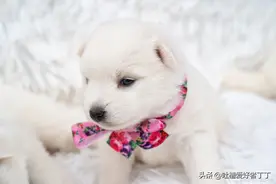 狗狗气喘是怎么回事？图片