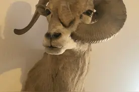 27张惊悚的动物照：青蛙被鼓风机活活风干，海鸥当街活吞大老鼠图片