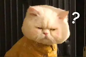 上海一中院：情侣同居期间的转账是否能认定为借款？图片