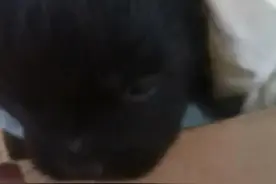 中华田园犬“开心”的成长变化图片