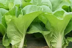 如何让青菜在高温季节长得快？苗齐苗壮是基础，遮阴是关键图片