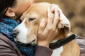 5个信号，暗示狗狗“生命”即将结束，家长要留意图片