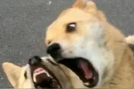 纯纯搞笑女文案图片